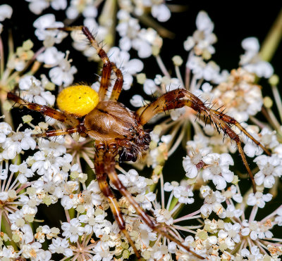 The European garden spider