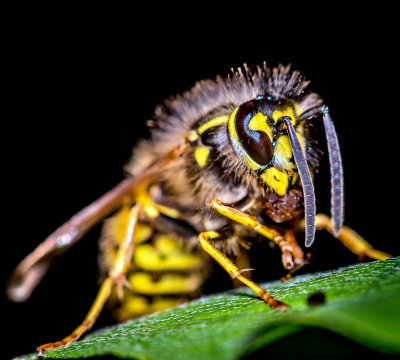 The Tree Wasp