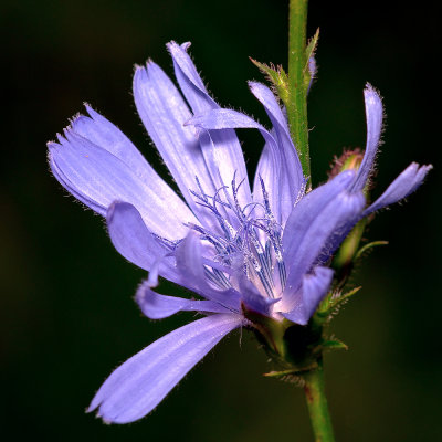 Centaurea