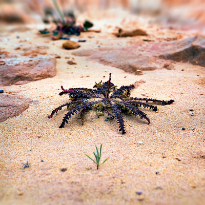 Desert Spider