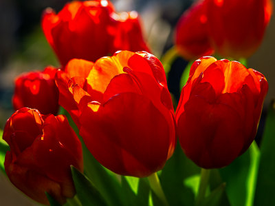 Valentine  Tulips