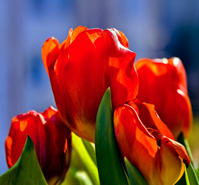 Valentine Tulips II