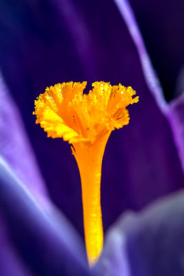 The Spring Crocus