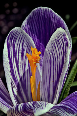 The Spring Crocus