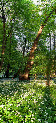 Wild Garlic