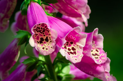 Purple Foxglove