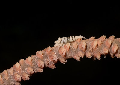 Zanzibar Shrimp on Whip Coral