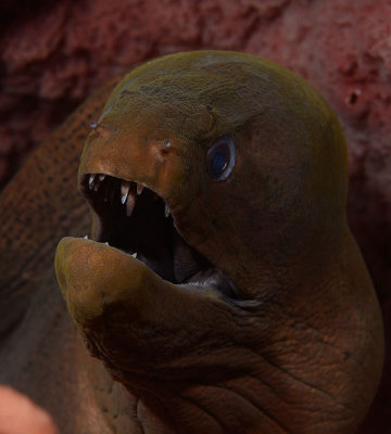 Moray DSC_1723.jpg