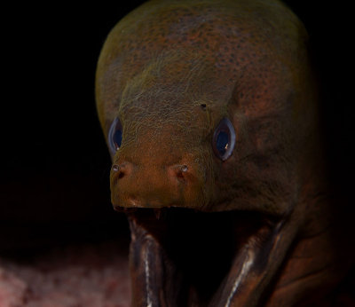 Moray DSC_1726.jpg