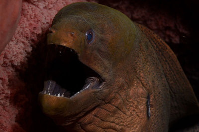 Moray DSC_1727.jpg