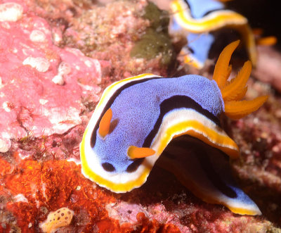 Nudi DSC_1818.jpg