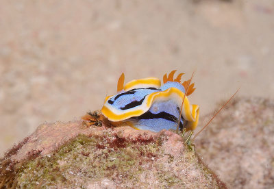 Nudi DSC_1950.jpg