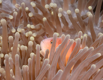 Pink Anemone Fish with Anemone Shrimp 