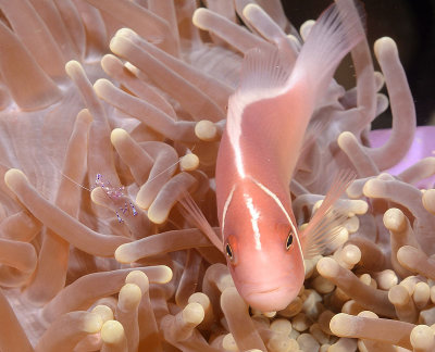 Pink Anemone Fish with Anemone Shrimp 