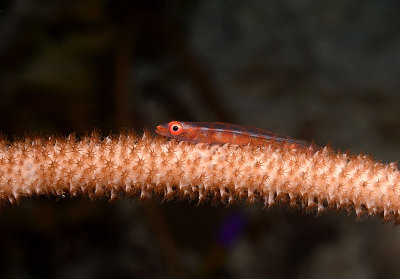 Wakatobi, South-Eastern Sulawesi, Indonesia