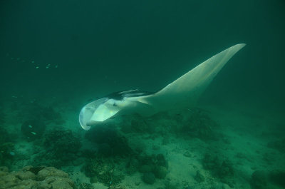 Manta Rays