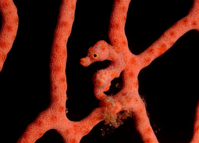 Pygmy Seahorse Hippocampus sp. (Denise?)