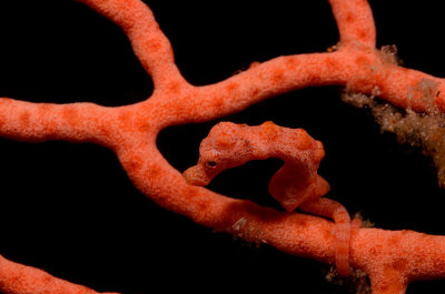 Pygmy Seahorse Hippocampus sp. (Denise?)