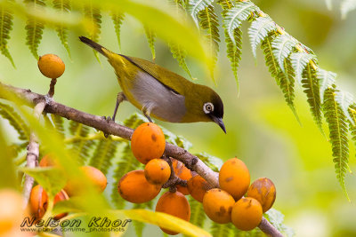 Black Capped White Eye