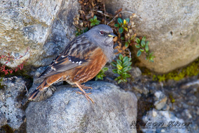 Alpine Accentor