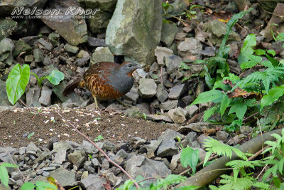 Chinese Bomboo Partridge