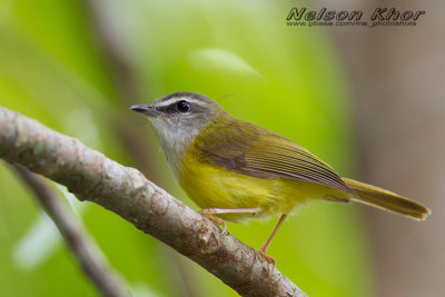 Yellow-bellied Warbler