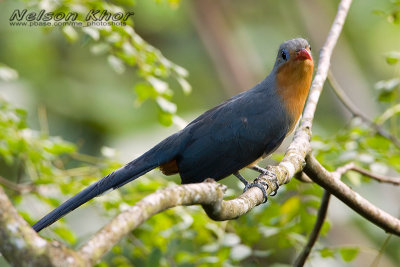 Red Billed Malkoha