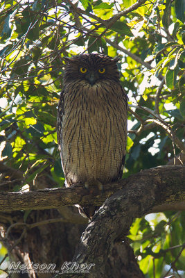 Brown Fish Owl