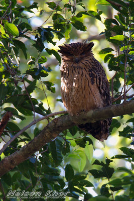 Tawny Fish Owl