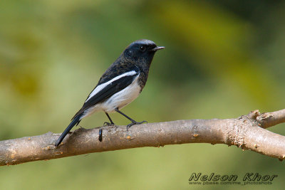 Blue Capped Redstart