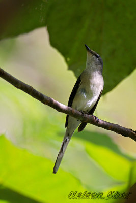 Swinhoe's Minivet