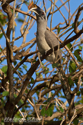 Indian Grey Hornbill