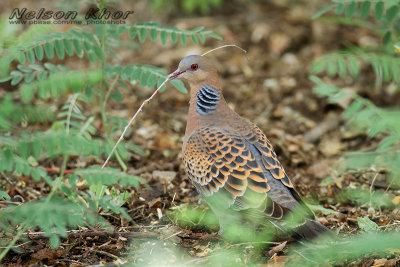 Turtle Dove