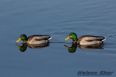 Mallard Duck