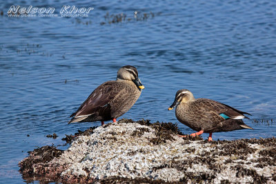 Spot Billed Duck