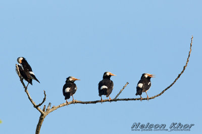 Asia Pied Starling