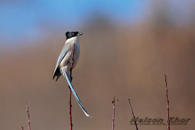 Azure Winged Magpie