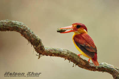 Rufous Backed Kingfisher