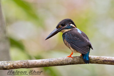 Blue Banded KingFisher