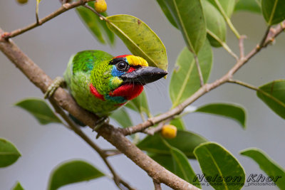 Red Throated Barbet