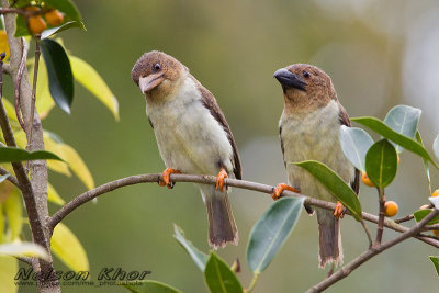 Brown Barbet