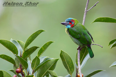 Blue Eared Barbet