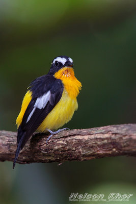 Yellow Rumped Flycatcher