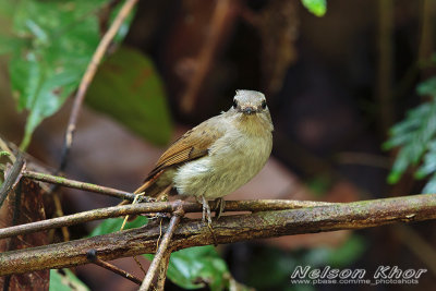 Pale Blue Flycatcher