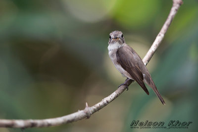 Asian Brown Flycatcher