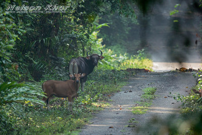 Banteng