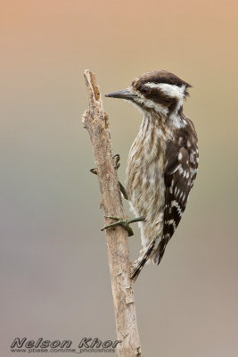 Sunda Pygmy Woodpecker