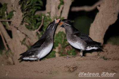 Rhinoceros Auklet