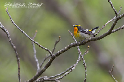 Narcissus Flycatcher