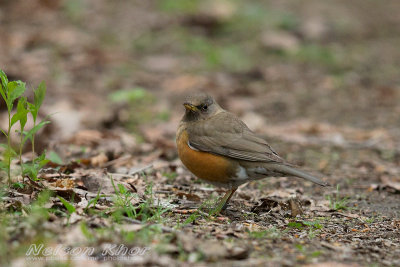 Brown Headed Thrush